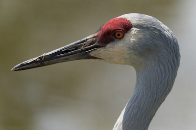 crane head 2